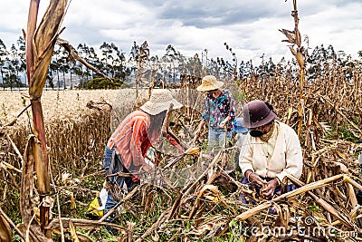 Group of farmers harvesting corn Editorial Stock Photo