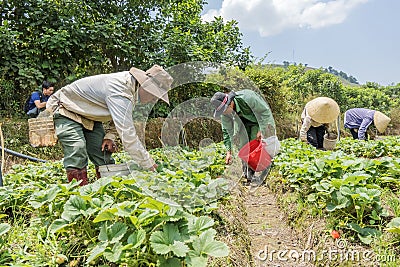 Group farmers are harvesting strawberries in the field Editorial Stock Photo