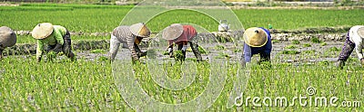 The group farmers women plant young rice Editorial Stock Photo