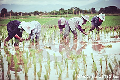 Group of farmers working at a rice field Editorial Stock Photo