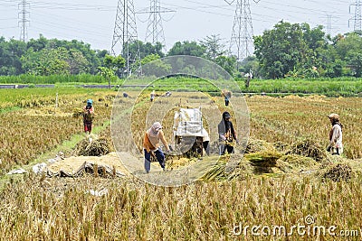 A group of farmers is working on threshing rice using a machine in the morning Editorial Stock Photo