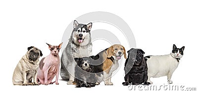 Group of fat, obese and old pets, dogs and cats in a row Stock Photo