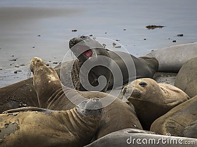 Group of Female Elelphant Seals Fight and Molt on Wet Sandy Beach Stock Photo