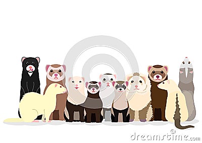 Group of ferrets Vector Illustration