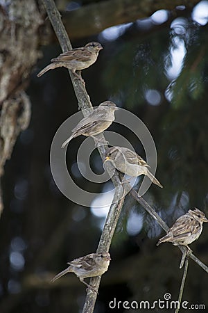 Group of finches on limb Stock Photo