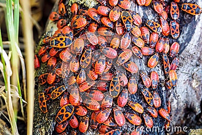 Group of firebug, Pyrrhocoris apterus on tree trunk. Top view, selective focus. Stock Photo