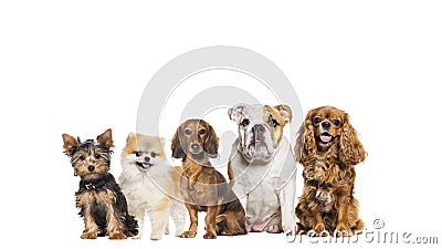 Group of five different breeds dogs in a row, looking at the camera, some are cute, panting or happy, isolated on white Stock Photo