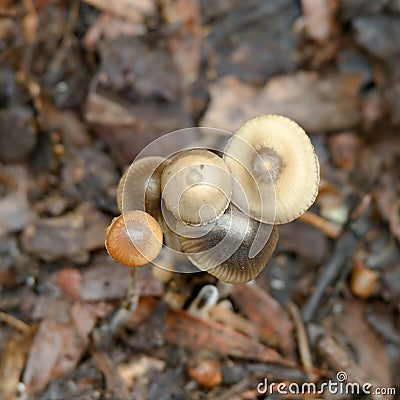 Five toadstools grouped together growing in garden mulch. Stock Photo