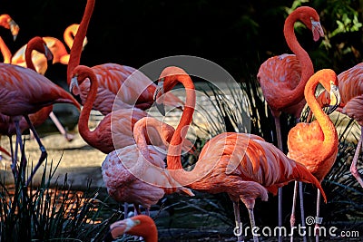 Group of Flamingos Stock Photo