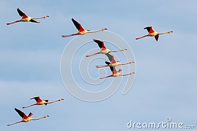 Group of flamingos flying at sunset in the Delta Natural Park of the Ebro river, Spain Stock Photo