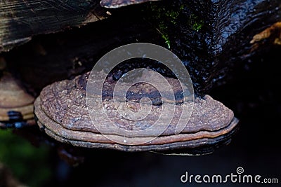 Flat Head Brown Mushroom Growing on A Tree Stock Photo