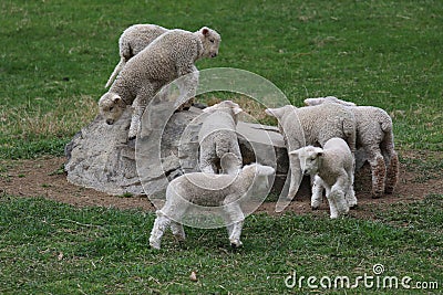 A group of Fleecy Little Lambs Playing in a Pasture in Spring Stock Photo