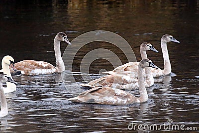 A group of floating bright beautiful white swans with beige wings, close-up. Stock Photo