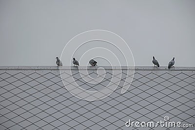 Group/flock pigeon or dove birds. Stock Photo