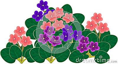 Group of flowering African violets Saintpaulia with flowers of different colors Stock Photo