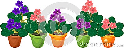 Group of flowering African violets Saintpaulia plant in flower pots Stock Photo