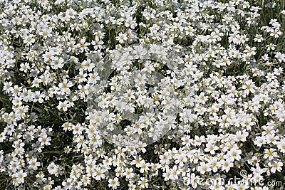Group of flowering boreal chickweed Cerastium Stock Photo