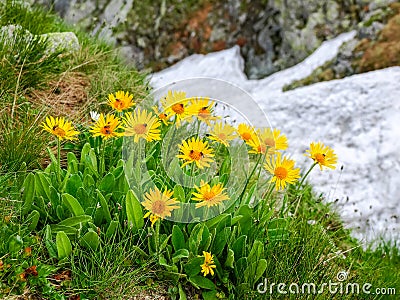 Group flowers of the Arnica montana in the Tatra Mountains Stock Photo