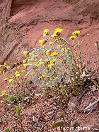 Group flowers growing on a slope Stock Photo