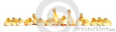 Group of fluffy baby ducklings Stock Photo