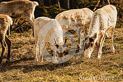 Group of fluffy forest reindeer grazing on a rural grassy valley Stock Photo