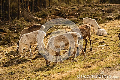 Group of fluffy forest reindeer grazing on a rural grassy valley Stock Photo