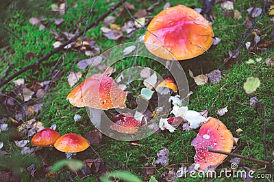 Group of fly agaric mushrooms Stock Photo