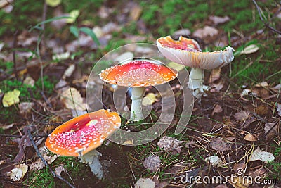 Group of fly agaric mushrooms Stock Photo