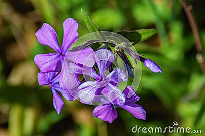 Group of a Forest Phlox â€“ Phlox divaricate Stock Photo