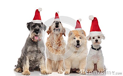 Group of four adorable santa dogs of different breeds Stock Photo