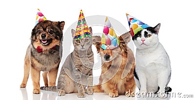 Group of four funny cats and dogs with birthday hats Stock Photo