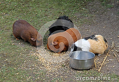 Guinea Pigs. Stock Photo