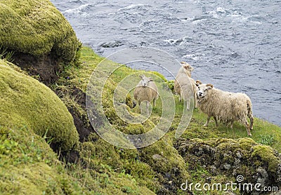 Group of four icelandic sheep, mother and lamb standing on bank Stock Photo