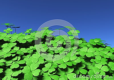 Group of four-leaf clovers Stock Photo