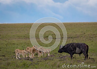 Group of four youthful lions boldly confront a colossal cape water buffalo in the wilderness. Stock Photo