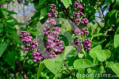 Group of fresh delicate small purple flowers of Syringa vulgaris (lilac or common lilac) Stock Photo