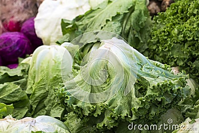 Group of fresh organically grown fresh romaine lettuce in the farmer market Stock Photo