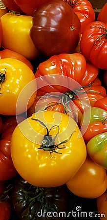 A group of fresh raw multicolored shiney heirloom tomatoes background Stock Photo