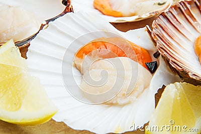 Group of fresh scallops Stock Photo