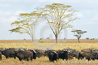 Group of frican buffalos Syncerus caffer Stock Photo