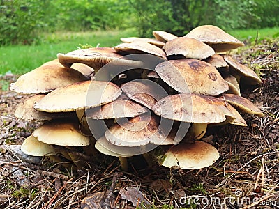 The group of fungi hypholoma fasciculare Stock Photo