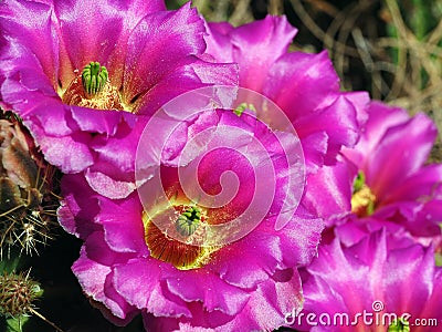 Group of Fuscia Colored Cactus Blooms in the Desert Stock Photo