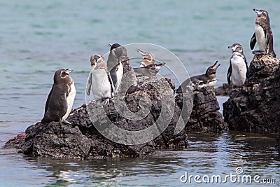 Group of Galapagos Penguin near the Pacific Ocean Stock Photo