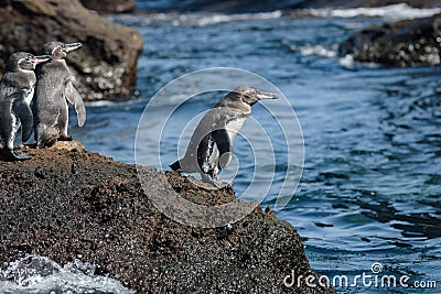 Group of Galapagos penguins on a rock in Santiago Island, Galapagos Island, Ecuador, South America Stock Photo