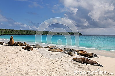 Group of Galapagos sea lions resting on sandy beach in Gardner B Stock Photo