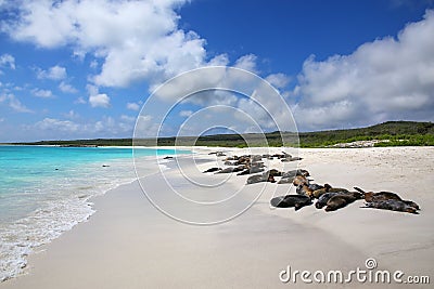 Group of Galapagos sea lions resting on sandy beach in Gardner Bay, Espanola Island, Galapagos National park, Ecuador Stock Photo