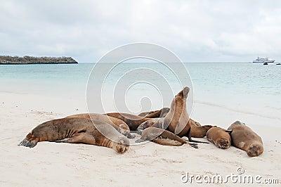 Group of Galapagos sea lions sleeping on a beach Stock Photo