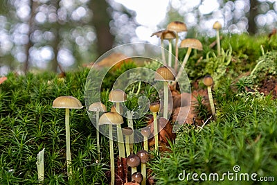 Group of Galerina paludosa mushrooms growing in the forest Stock Photo