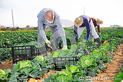 Group of gardeners in face masks picking harvest Stock Photo