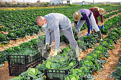 Group of gardeners in face masks picking harvest Stock Photo